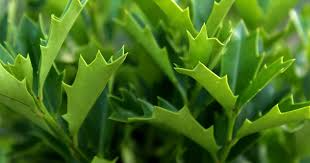 Oak Leaf Holly Unrooted Cutting (Ilex latifolia) - Evergreen Shrub for Planting