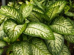 Variegated Dieffenbachia Dumb Cane Live Cutting – 4-8"