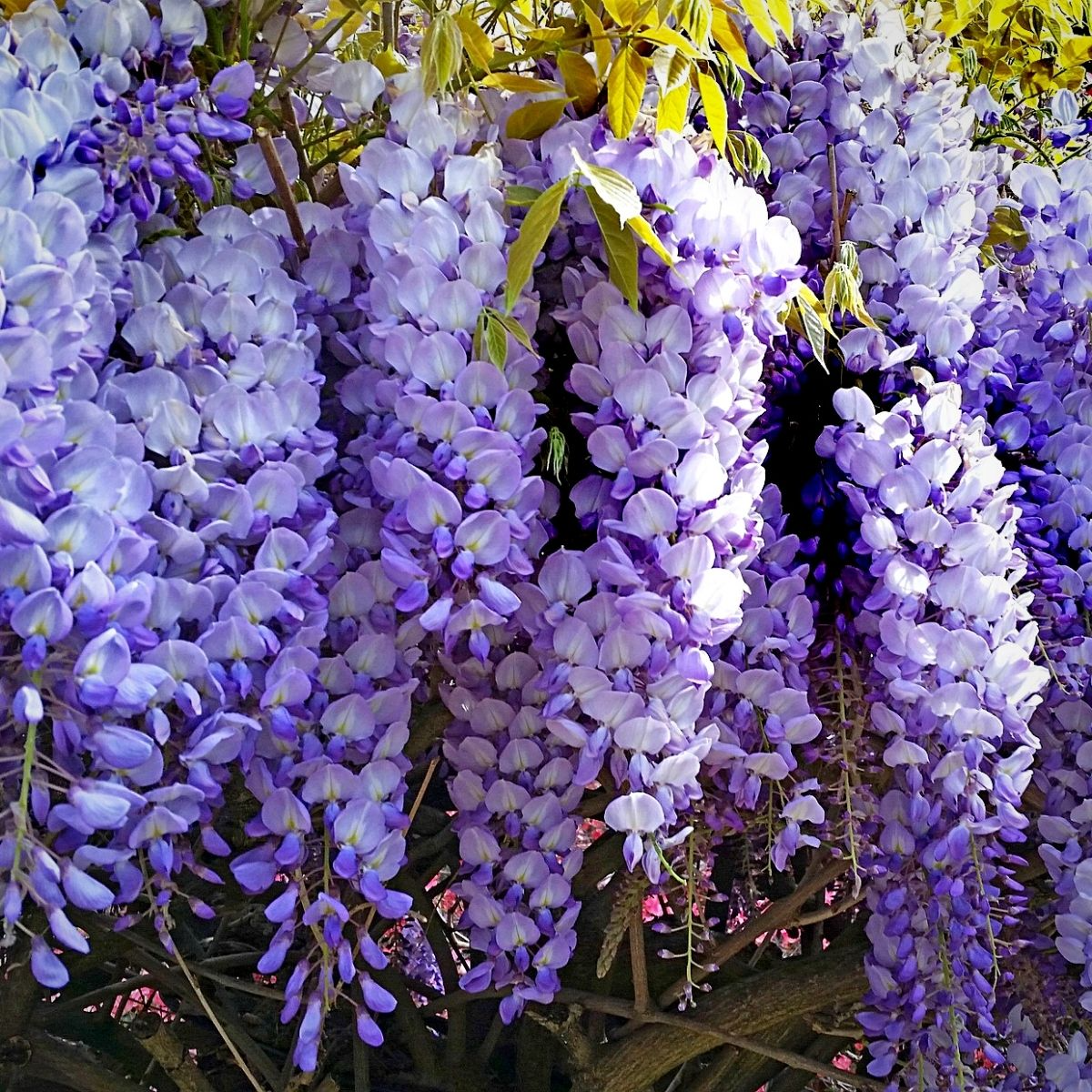 Japanese Wisteria Floribunda Cuttings (2) - 10" Rooted - Pink/Blue/Purple Blooms