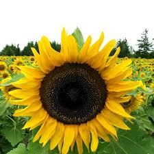 Mammoth Sunflower Seeds (Helianthus annuus) - 100+ Giant Seeds for Tall Plants, Pollinators, Privacy & Bouquets