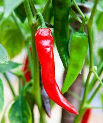 Sandia Hot Pepper Seeds (Capsicum annuum) - 250 mg Seed Packet