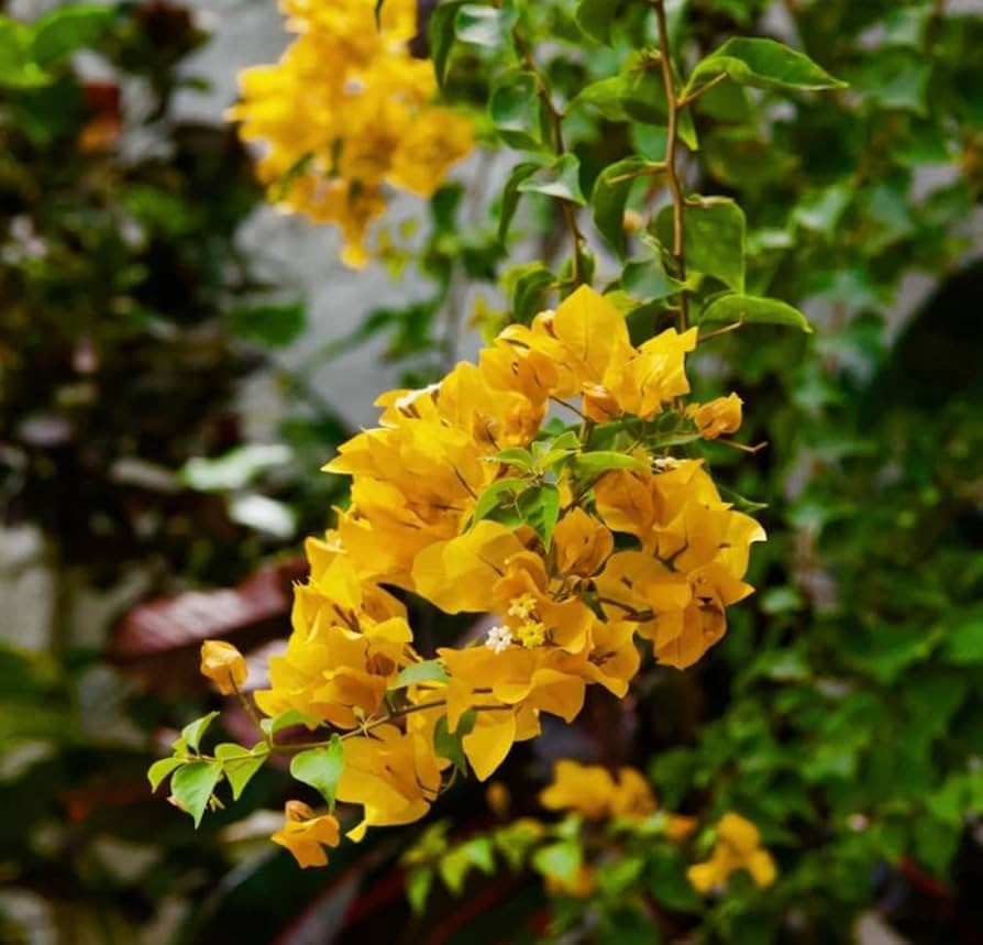 California Gold Bougainvillea Live Plant – Drought & Salt Tolerant, Full Sun, Zones 9-11