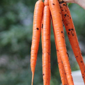 Tendersweet Carrot Seeds - Heirloom, Non-GMO, 250 Seeds for Garden Beds, Containers