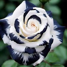 Black & White Rose Seeds - 20 Rare Striped Rosa spp. Heirloom Perennial