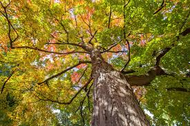 Sugar Maple Cuttings (Acer saccharum) - 8 Unrooted Scions for Grafting