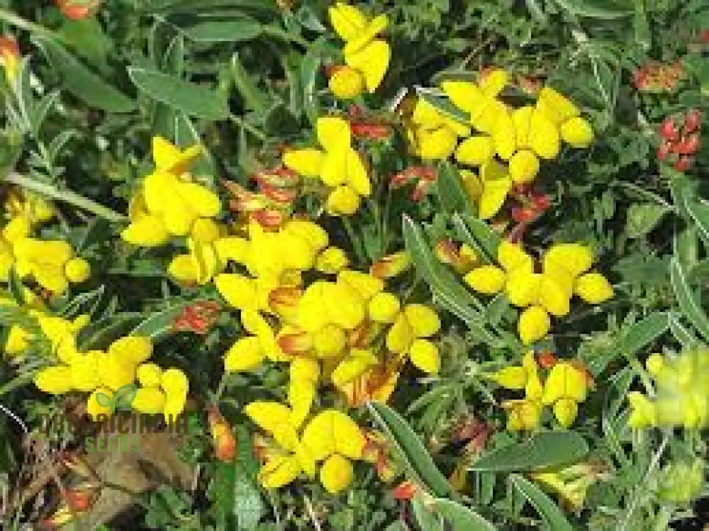 Bird’s Foot Trefoil Seeds (Lotus corniculatus) - 500 Seeds, Non-GMO Ground Cover Wildflower