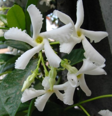 White Star Jasmine Cuttings (6) - Trachelospermum jasminoides, Fragrant Evergreen Vine