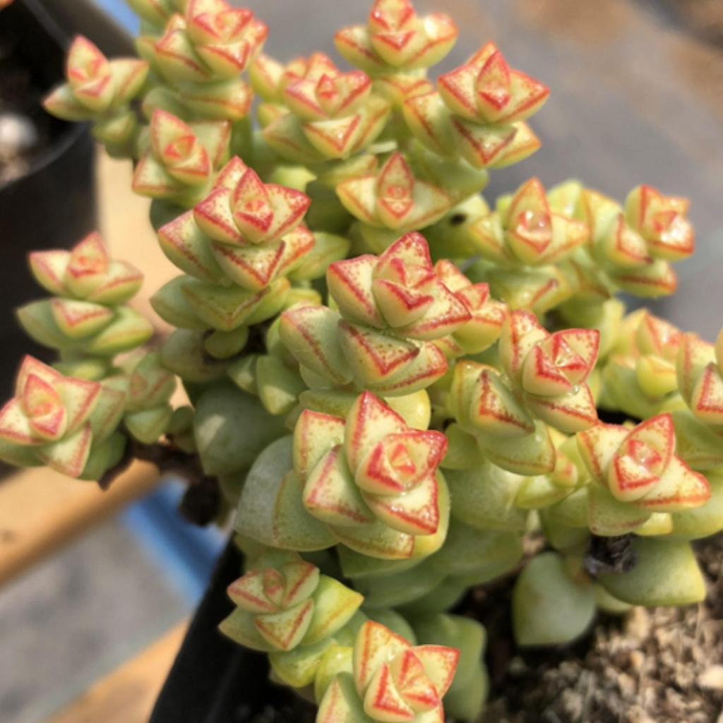 Crassula 'Tom Thumb' Cuttings (2) - 3-4 inch Unrooted Succulent, White Spring Blooms