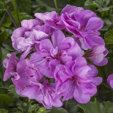 Lavender Pelargonium Peltatum Trailing Ivy Geranium Unrooted Cuttings - 3x 6"