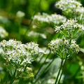 Garlic Chives Seeds - Allium tuberosum - 100 Seeds for Easy Planting