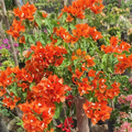 Bougainvillea Orange King Live Plant - 1-2 ft Tall, Orange Blooms, Zones 9-11