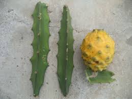 Yellow Dragon Fruit Palora Variety Cutting (3-4") for Rooting - Hylocereus megalanthus