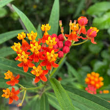 Blood Flower Milkweed Seeds (Asclepias curassavica) – Monarch Host Plant, 25 Seeds