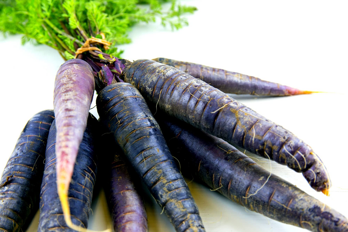 Black Nebula Carrot Seeds - Daucus carota | 500+ Deep Purple-Black Heirloom Non-GMO