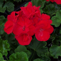 Organic Red Geranium Unrooted Cuttings (Pelargonium) - 5 x 5-8", Easy to Root