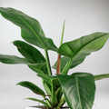 Imperial Green Philodendron | Philodendron erubescens, 4-Inch Pot