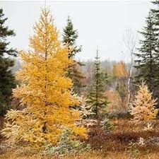 Larix Seeds - 20 Mixed Varieties (Larch) | Alaska Wild Harvested