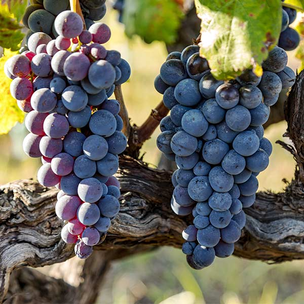 Vitis 'Jupiter' Cuttings (5) - Seedless Grape, Blue Table Grapes, Zones 6-9