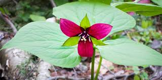 Purple Trillium (Trillium erectum) Bare Root Plants — 5 Native Woodland Perennial