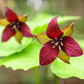 Red Trillium (Trillium erectum) Bare Root - 5 Plants for Shade Gardens