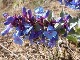 Penstemon Nitidus Seeds (Waxleaf Beardtongue) - 100 mg for Planting