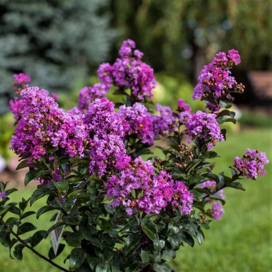 Dark Purple Crepe Myrtle Live Plants - 2 Rooted Bushes/Trees, 8" Flower Clusters, Zones 7-10, Bare Root