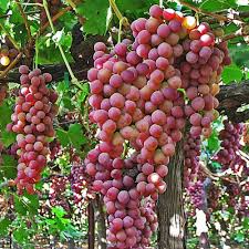 Red Flame Seedless Grape Vine - Rooted Plant, Vitis vinifera, 10–12+ Inches, USDA Zones 7–10, Full Sun