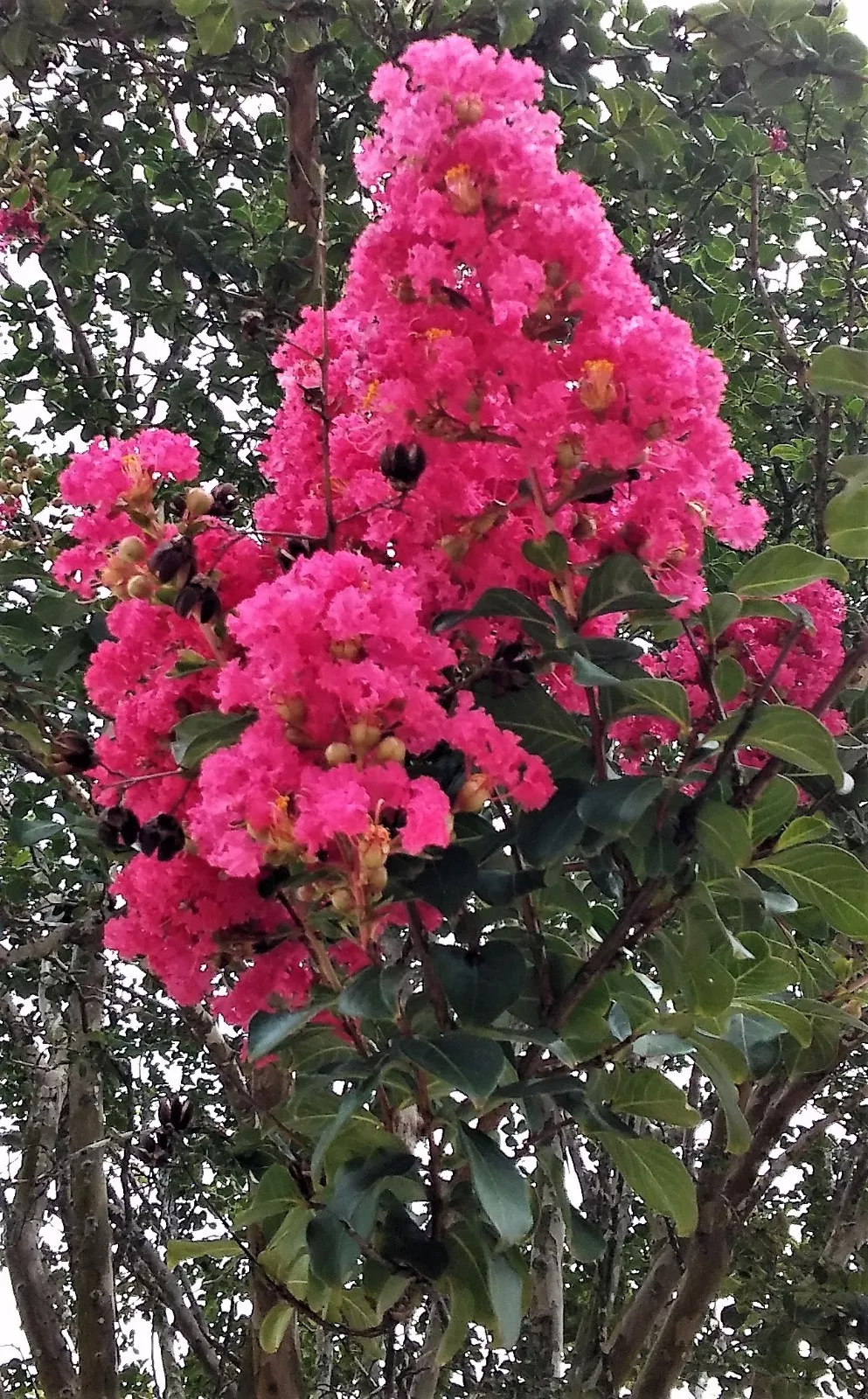 Lagerstroemia indica 'Hot Pink' - 2 Rooted Cuttings, 6" Tall, Bare Root, Dormant