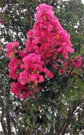 Lagerstroemia indica 'Hot Pink' - 2 Rooted Cuttings, 6" Tall, Bare Root, Dormant