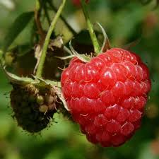 Red Raspberry Heritage Unrooted Scion Cuttings (4) - 10-12" Rubus idaeus for Rooting or Grafting