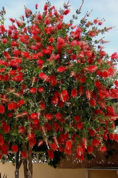 100 Crimson Bottle Brush Tree Seeds (Callistemon citrinus) - Red Flowering, Non-GMO
