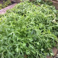 Mizuna Spinach Early Seeds (500 mg) Brassica rapa - Heirloom, Fast-Growing Greens
