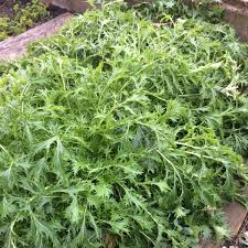 Mizuna Spinach Early Seeds (500 mg) Brassica rapa - Heirloom, Fast-Growing Greens