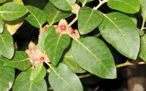 Ashwagandha Seeds - 50 Withania somnifera (Indian Ginseng) for Planting
