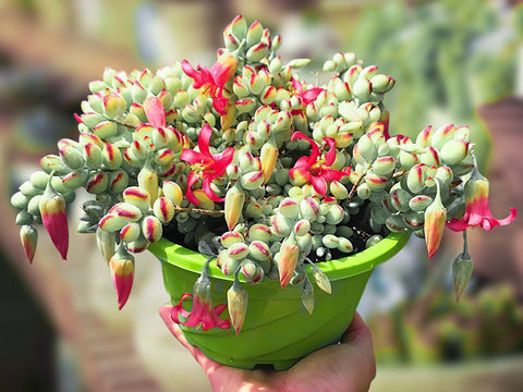 Cotyledon Pendens Succulent Cuttings - 3 Unrooted, 3-4 in Each