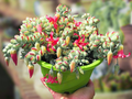 Cotyledon Pendens Succulent Cuttings - 3 Unrooted, 3-4 in Each