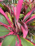 Hawaiian Dark Red/Green Hybrid Ti Leaf Cuttings (3) - 6" Starter Logs, Cordyline fruticosa
