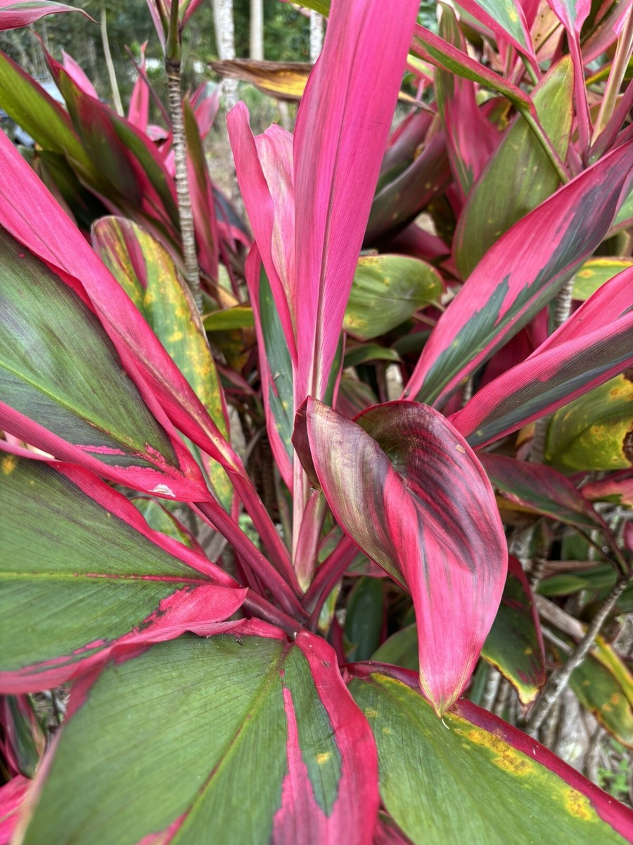 Hawaiian Dark Red/Green Hybrid Ti Leaf Cuttings (3) - 6" Starter Logs, Cordyline fruticosa