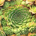 Sempervivum tectorum Hens and Chicks Succulent Cuttings - 20 x 1-1.5"