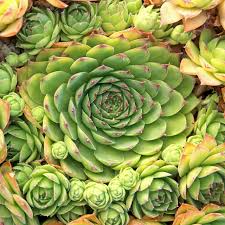 Sempervivum tectorum Hens and Chicks Succulent Cuttings - 20 x 1-1.5"