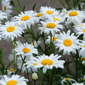 1,000 Shasta Daisy Seeds | Leucanthemum × superbum – White Perennial Flowers for Borders & Pollinator Gardens