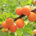 Moongold Apricot Scion Cuttings (6 Unrooted) - Prunus armeniaca for Grafting or Rooting