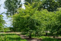 Chinese Elm Lacebark Tree - Ulmus parvifolia Rooted Starter Plants (3)
