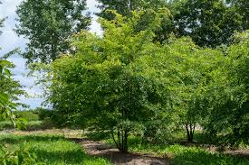 Chinese Elm Lacebark Tree - Ulmus parvifolia Rooted Starter Plants (3)
