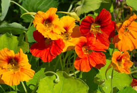 Nasturtium Tall Mix Seeds - 25 Premium Edible Flowers, Heirloom, Non-GMO