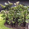 Colocasia esculenta Starter Plant - Tea Cup Elephant Ear (Small Rooted Plant)