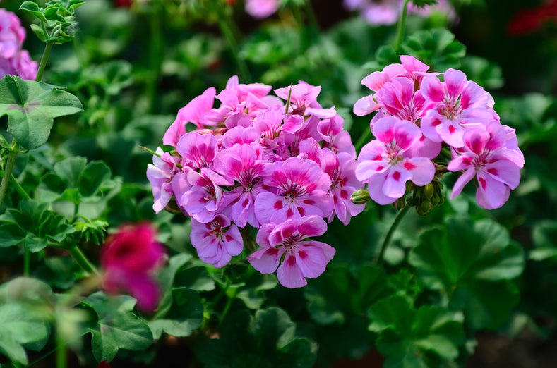 12 Unrooted Hardy Fragrant Pink Geranium Cuttings for Propagation