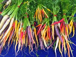 Rainbow Carrot Seeds (500) | Daucus carota - Purple, Yellow, Orange & White Heirloom Carrots