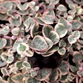 Variegated String of Arrows Cuttings (Ceropegia woodii 'Variegata') - Propagation Cup