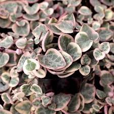 Variegated String of Arrows Cuttings (Ceropegia woodii 'Variegata') - Propagation Cup